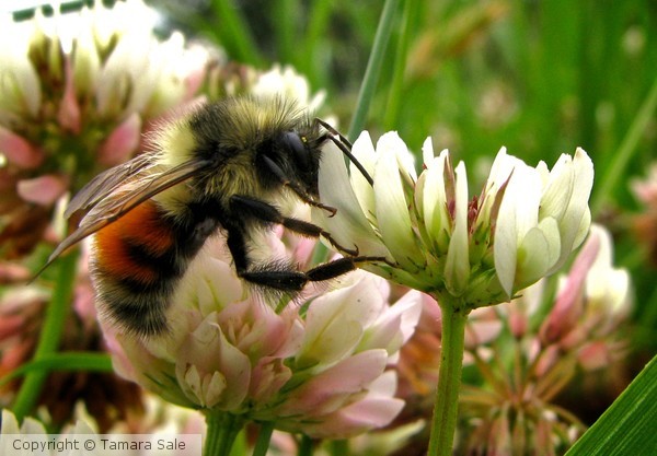 Bee in Clover