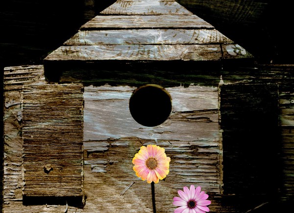 Home sweet home bird house