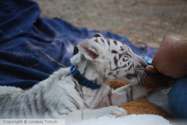  Cute Cub