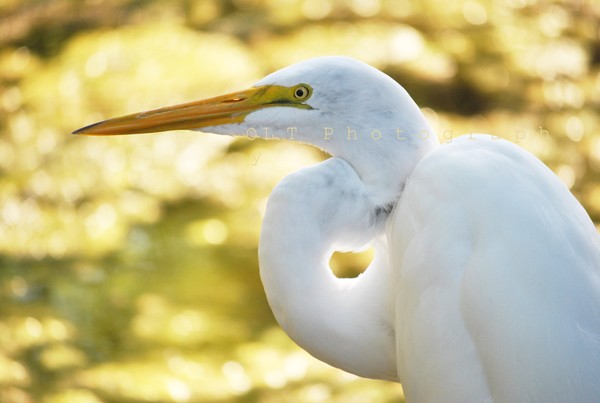 Great Egret in Golden Light