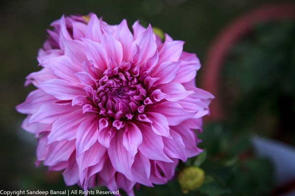 Flower Photo