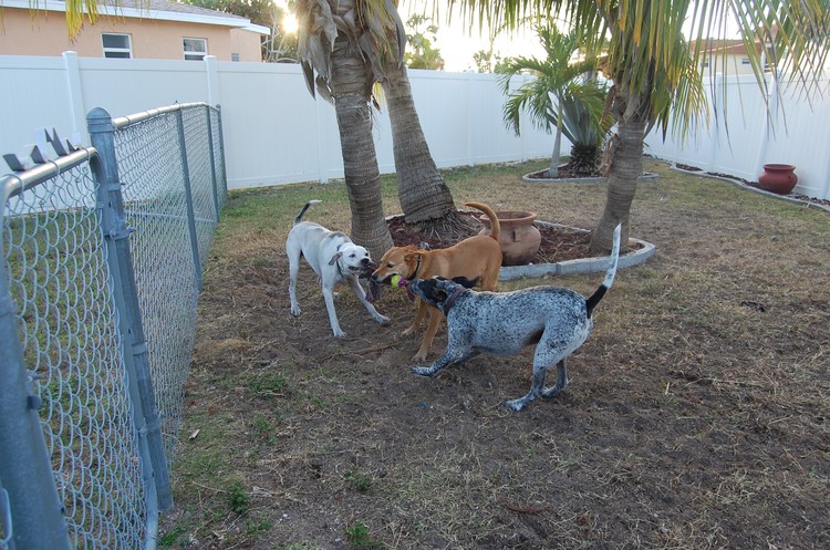 3 Way Tug of War