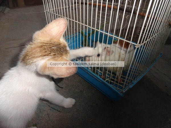 my tom and jerry