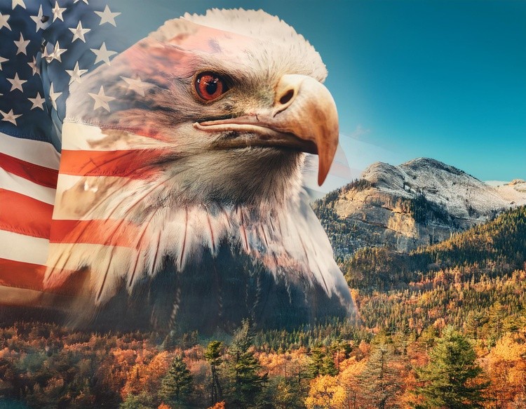 Majestic American Bald Eagle 