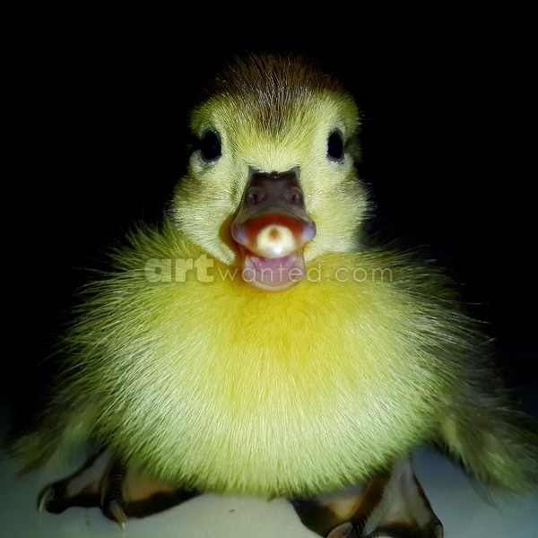 DuckBaby
