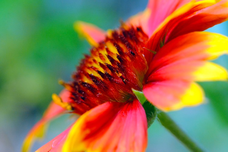 Arizona Sun Color Macro