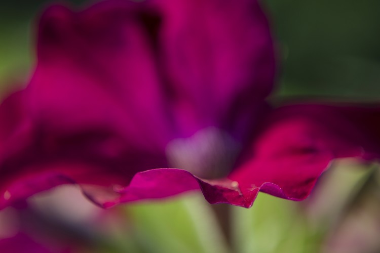 Follow the Edge, Purple Flower Photograph