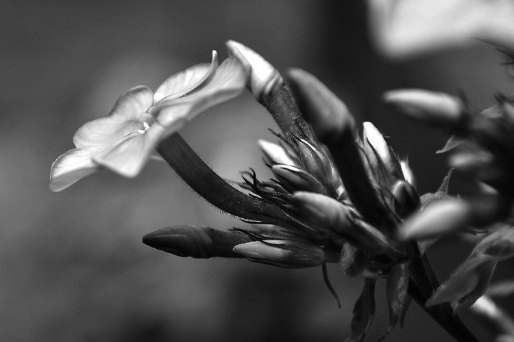 Lovely Black and White Photo Flower Study