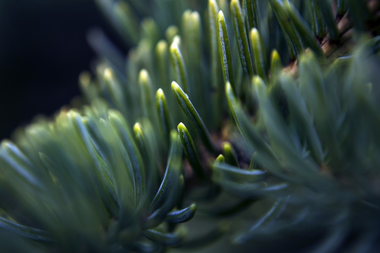 Blue Spruce Needle Macro Photo