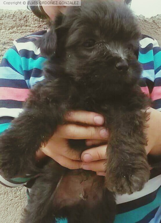 SOY BELLO!