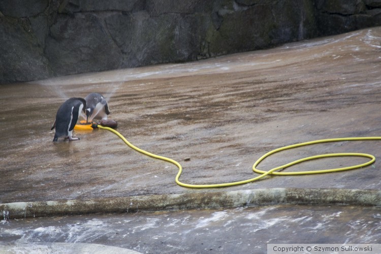 Edinburgh Zoo