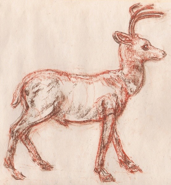 Buck Drawing