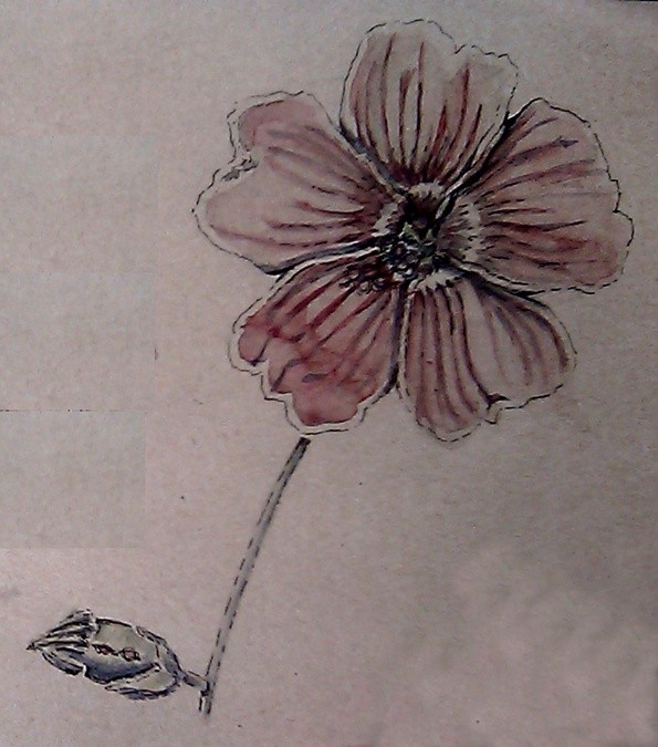Mallow Watercolor