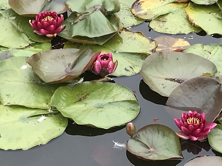 Pond Flower