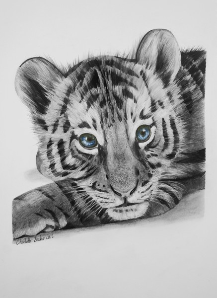 baby tiger face by Charly B ArtWanted.com