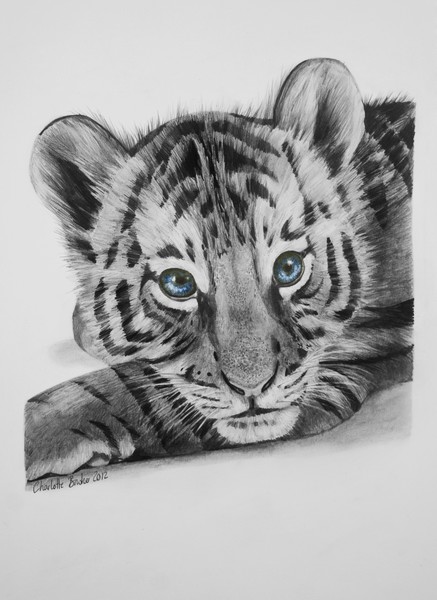 pencil drawings of baby tigers