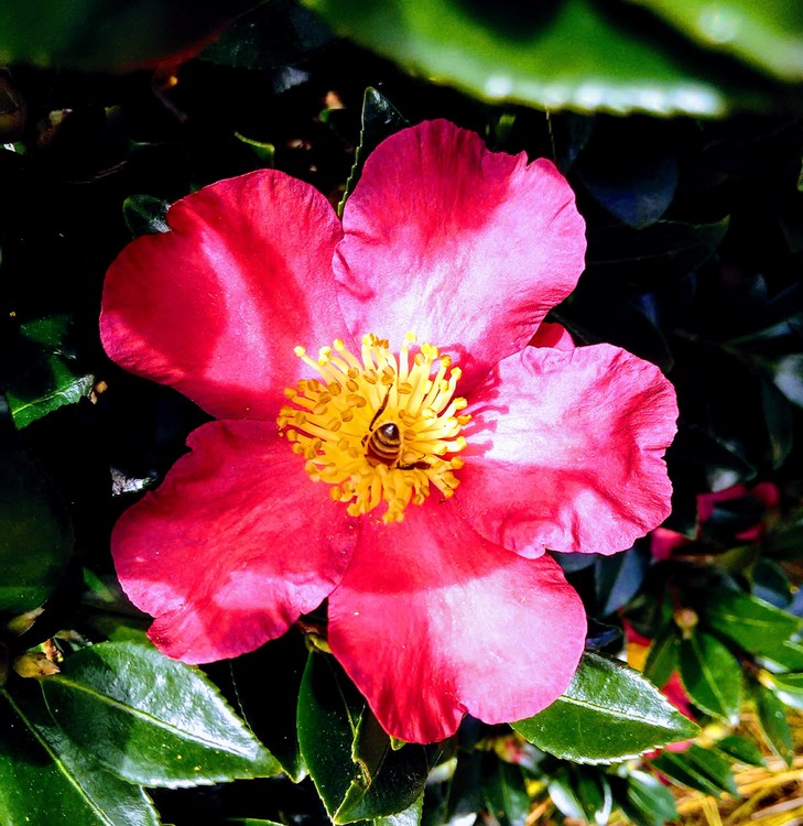 Red camelia 