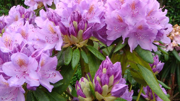 Flower 4