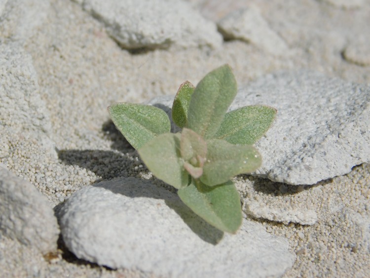 Desert Growth