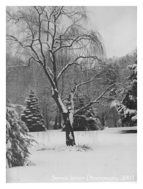 Willow W/ Snow