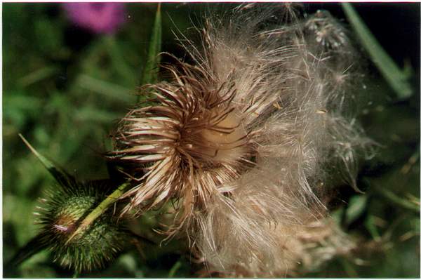 Thistle Going To Seed
