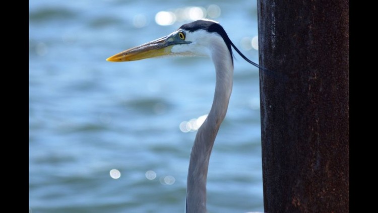 Lonely bird