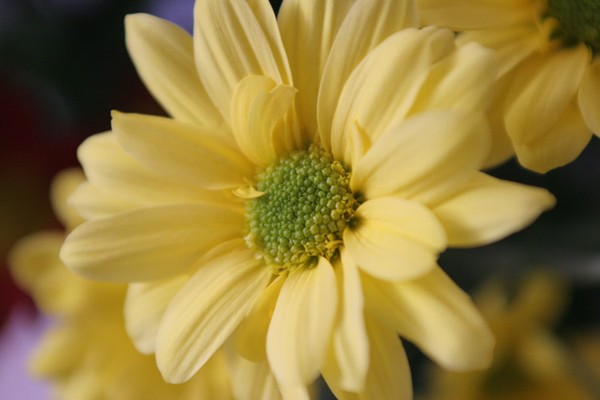 Flower close up