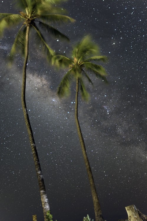 Best Palm MW