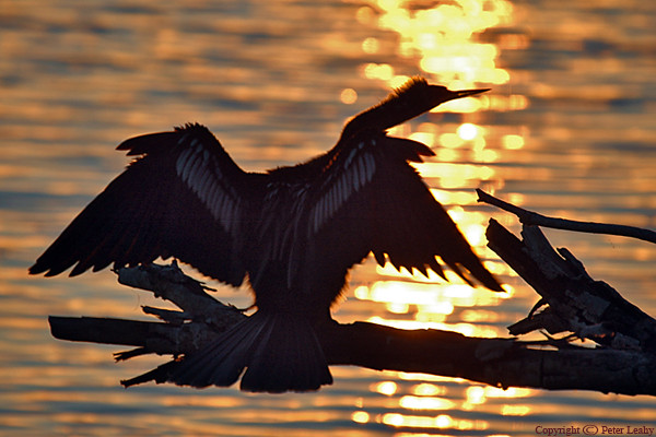 Anhinga