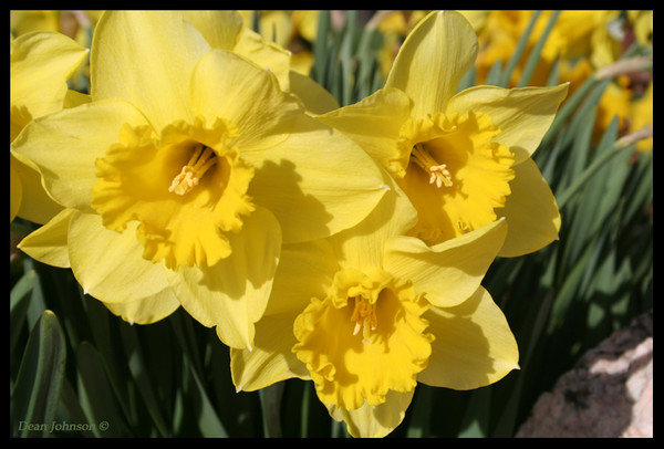 Sunshine Daffodils