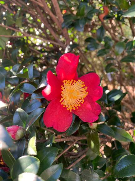 Flower 2