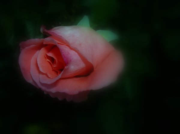 Velvet Soft