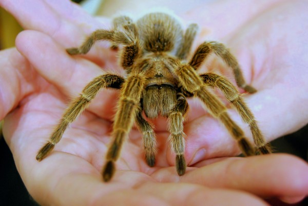 A Spider in the hand is worth ...