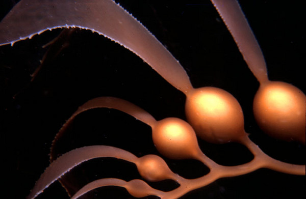 Bull Kelp