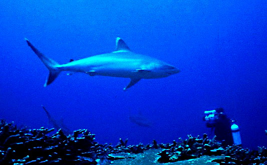 Silvertip Reef