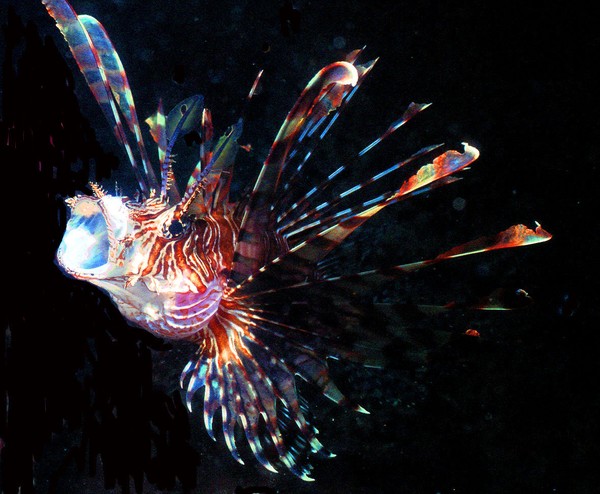 Lionfish revisited
