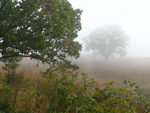 Alone In A Fog