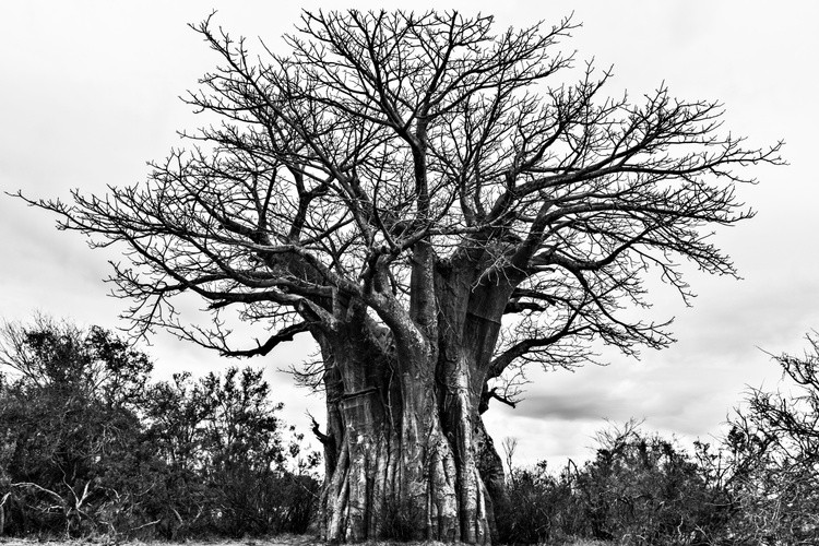 Giant Baobab Tree in Black and White