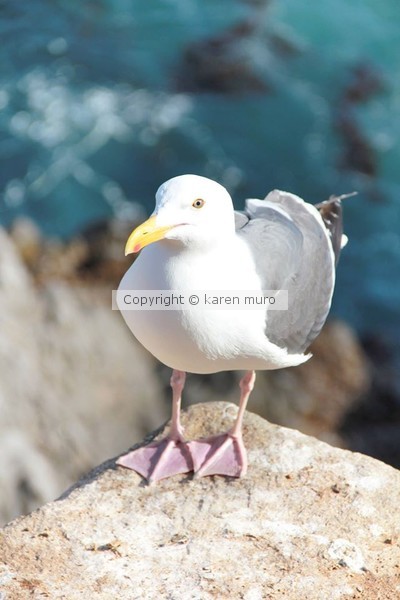 KAREN MURO SEA