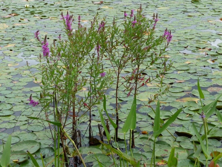 Summer Reeds