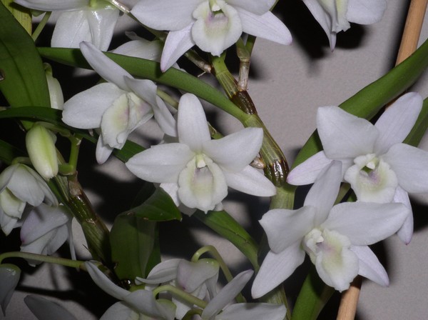 White Orchid Plant