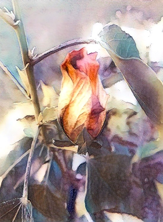 Flower Power