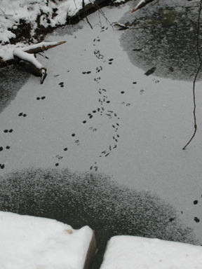 Thin ice