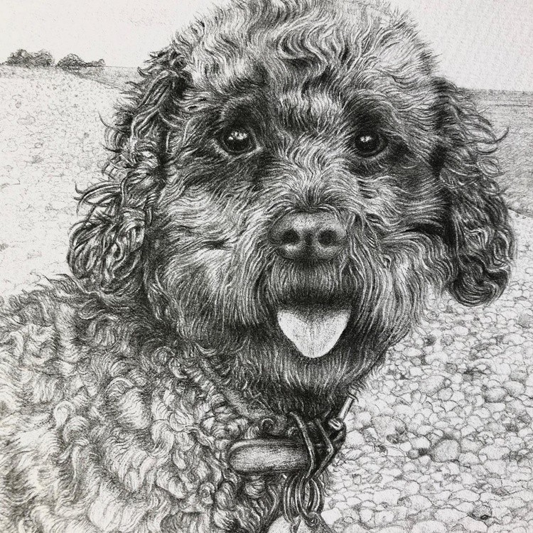 Nala the Cockerpoo at the beach