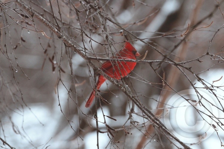 Cardinal