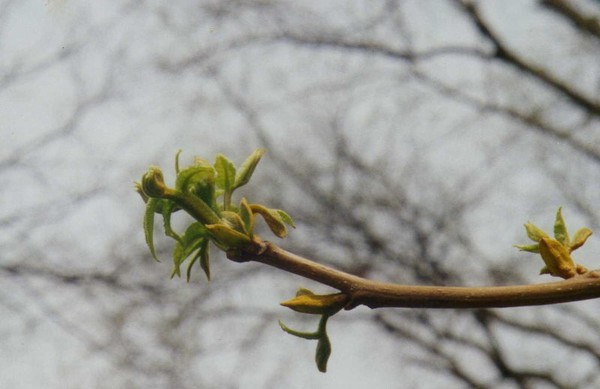Baby Hickory Leaves