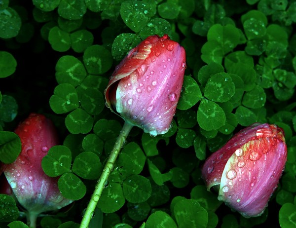 Tulip Series I
