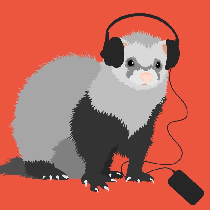 Music loving ferret