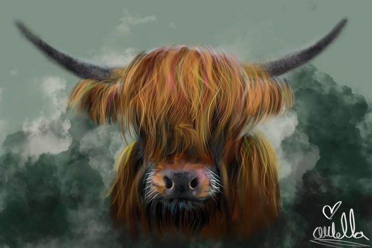 A Highland Cow