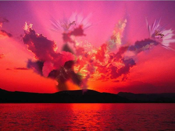 Butterfly Sunset